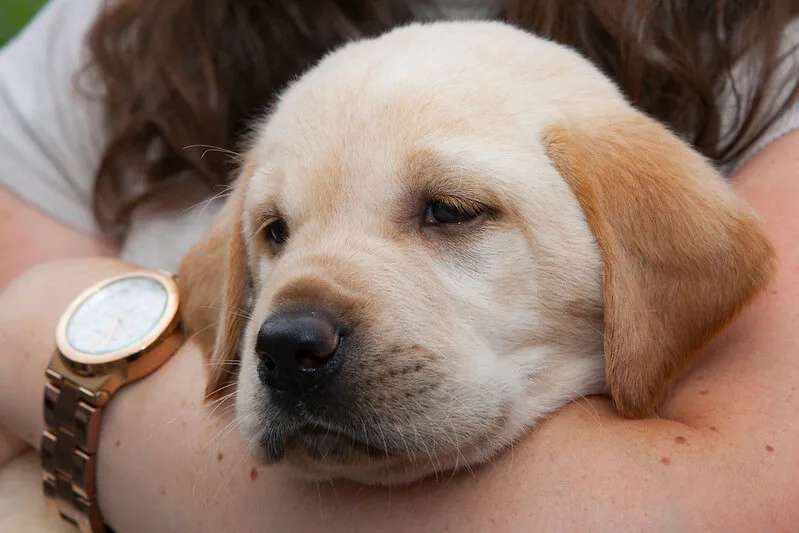 Puppies