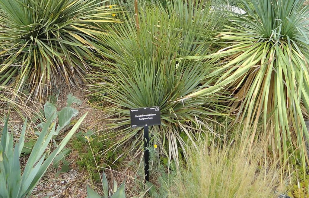 1 in 3 Species Could Be Extinct by 2070