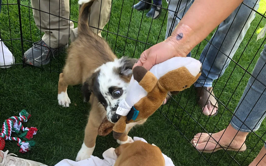 Puppies Take Over Downtown Phoenix in Search of Cuddles