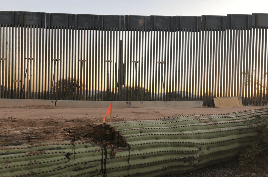damaged cactus lying on the ground in front of the border wall