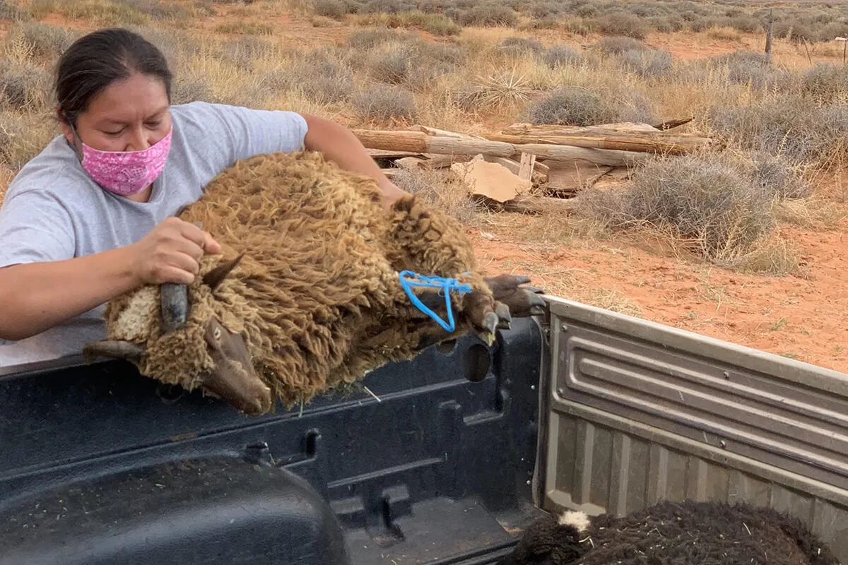 woman loads sheep skin into truck bed