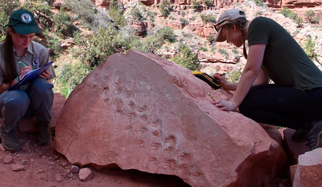 300 Million-Year-Old Fossilized Footprints Found at Grand Canyon