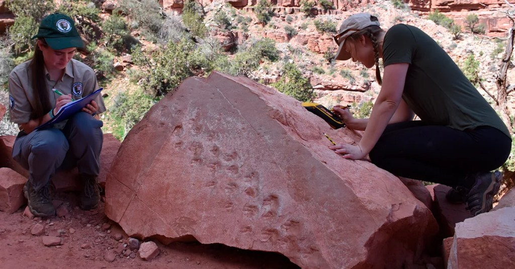 300 Million-Year-Old Fossilized Footprints Found at Grand Canyon