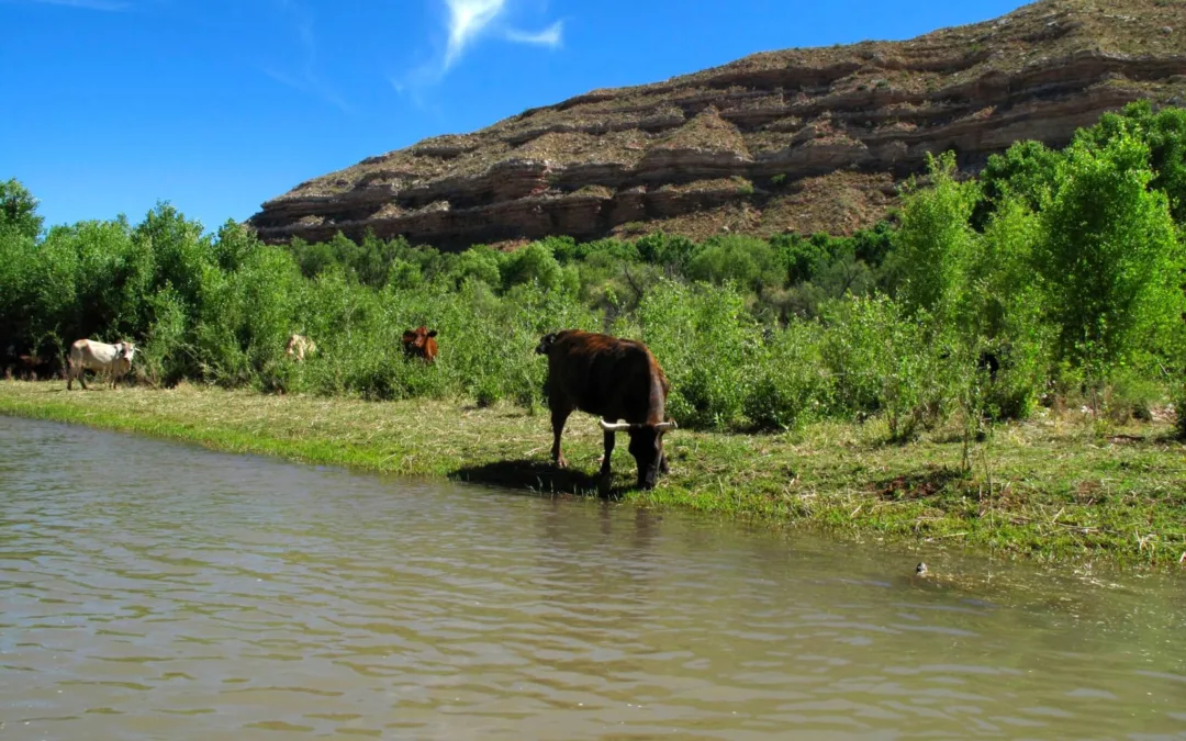 Arizona’s Last Free-Flowing River Is Now Under Federal Protection