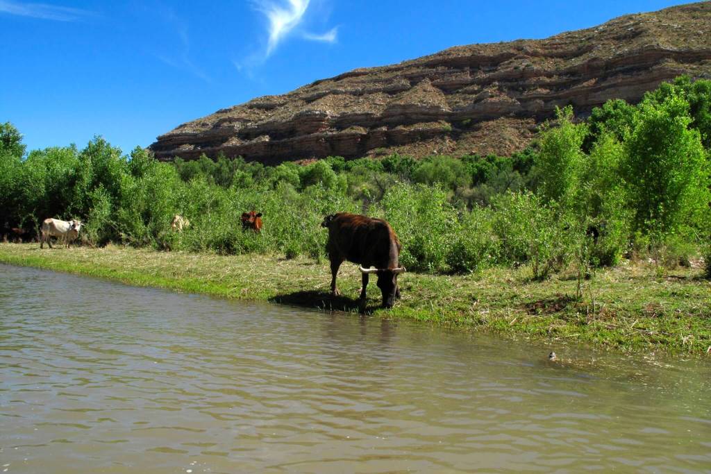 Arizona’s Last Free-Flowing River Is Now Under Federal Protection