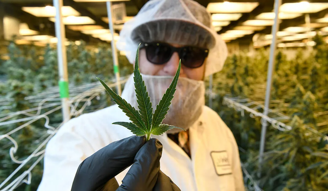 Recreational Weed Is Now Legal in Arizona