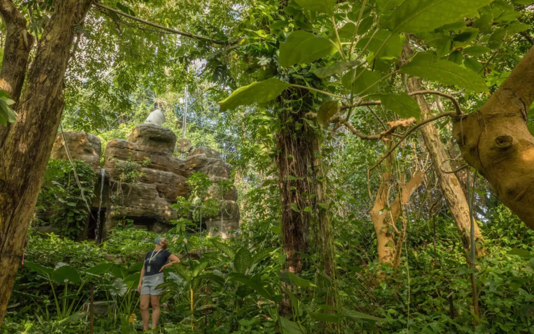 Tropical Forests Are More Resilient Than We Thought, Which Means We Could Save Them