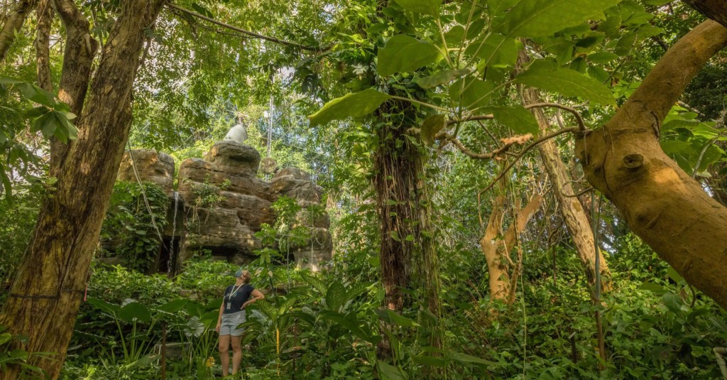 Tropical Forests Are More Resilient Than We Thought, Which Means We Could Save Them
