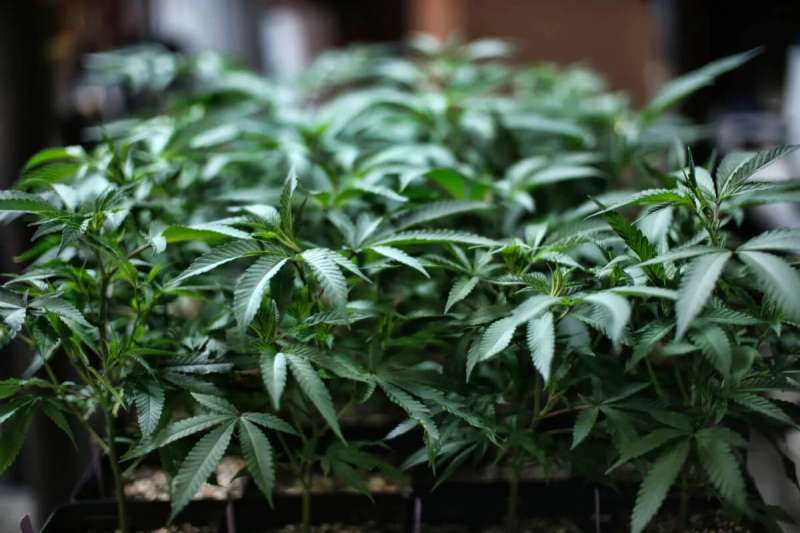marijuana plants