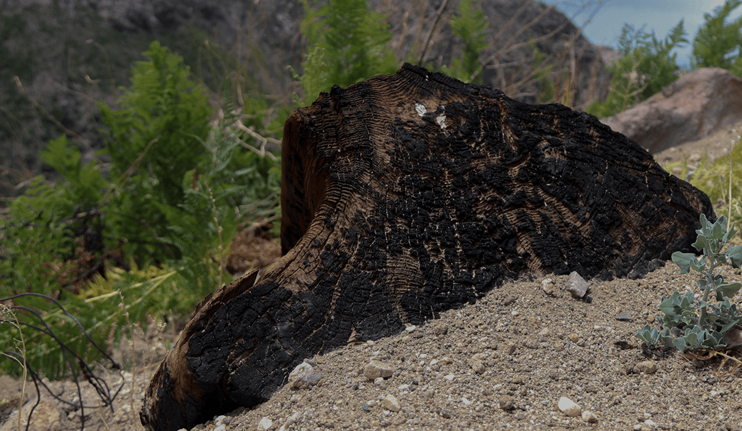 After the Flames: Santa Catalina Mountains Rebounding From Bighorn Fire a Year Ago