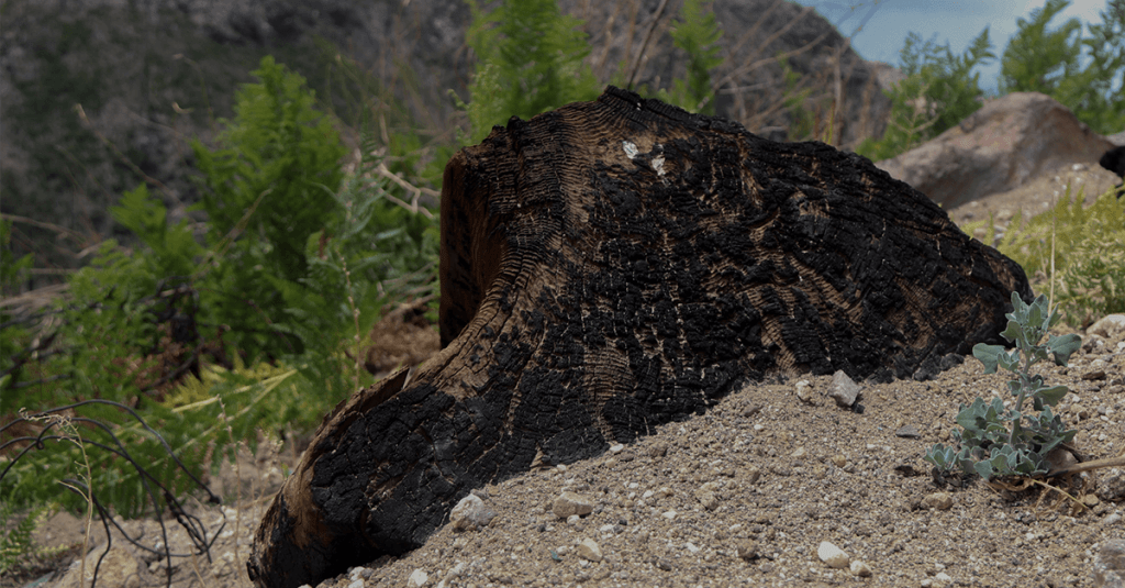 After the Flames: Santa Catalina Mountains Rebounding From Bighorn Fire a Year Ago