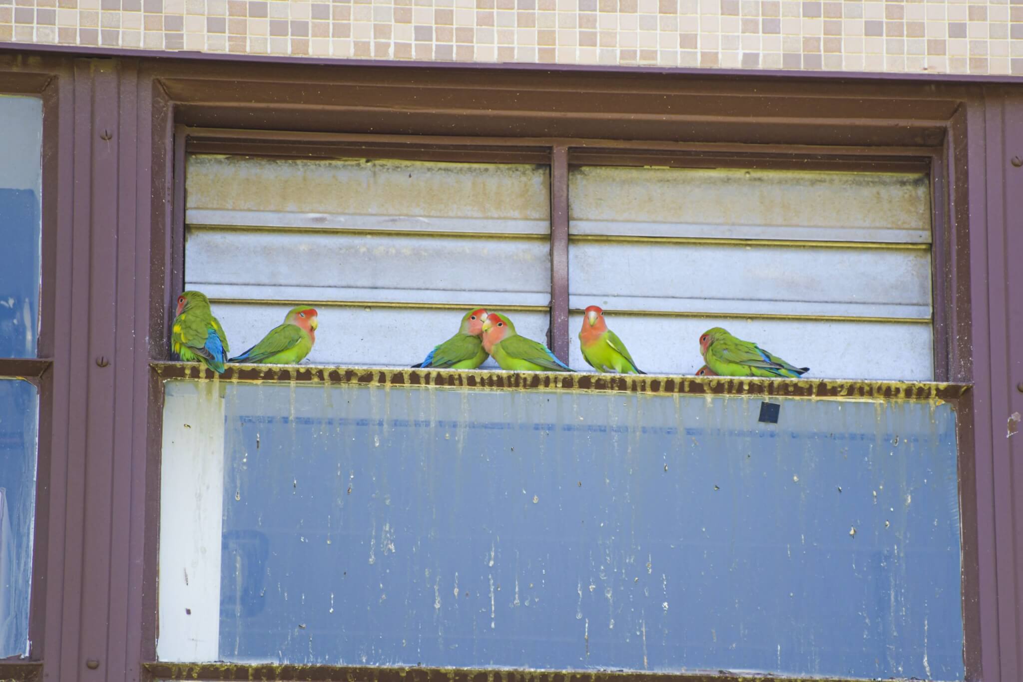 handful of lovebirds perched outside a window