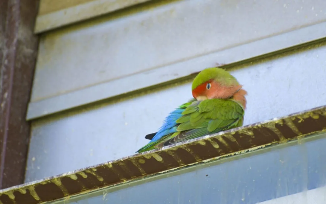 sleeping rosy-faced lovebird sitting on perch