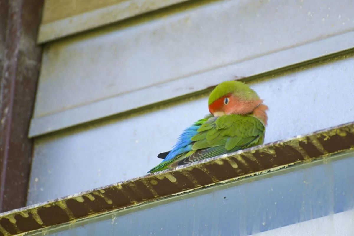 sleeping rosy-faced lovebird sitting on perch
