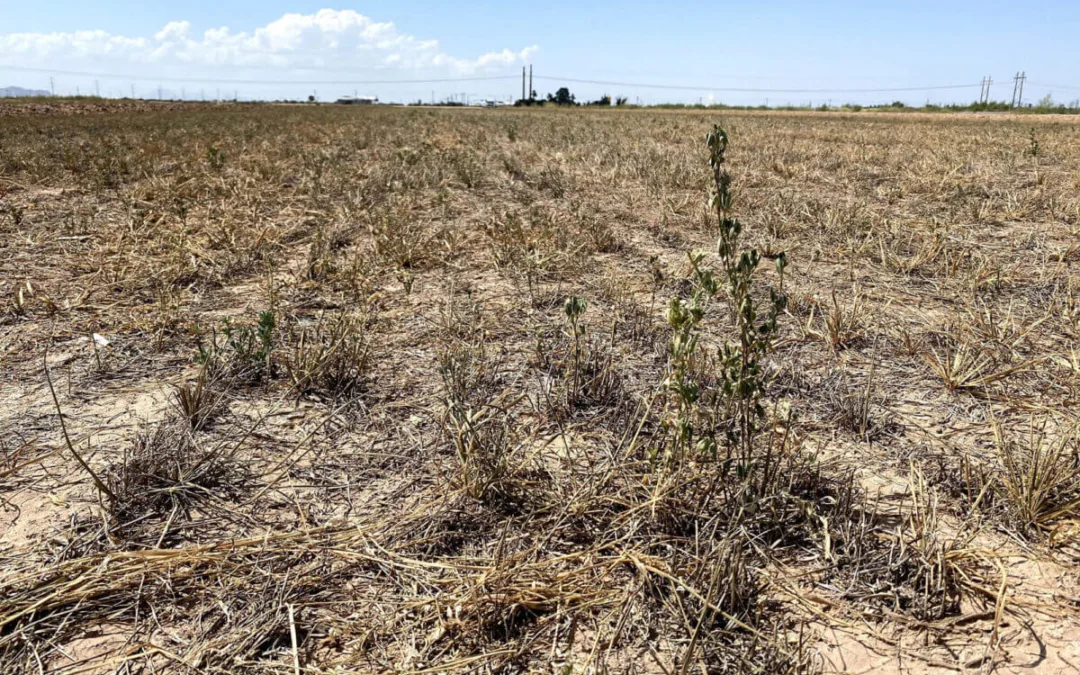 Arizona to Endure Another Hot, Dry Spring as Droughts Persist