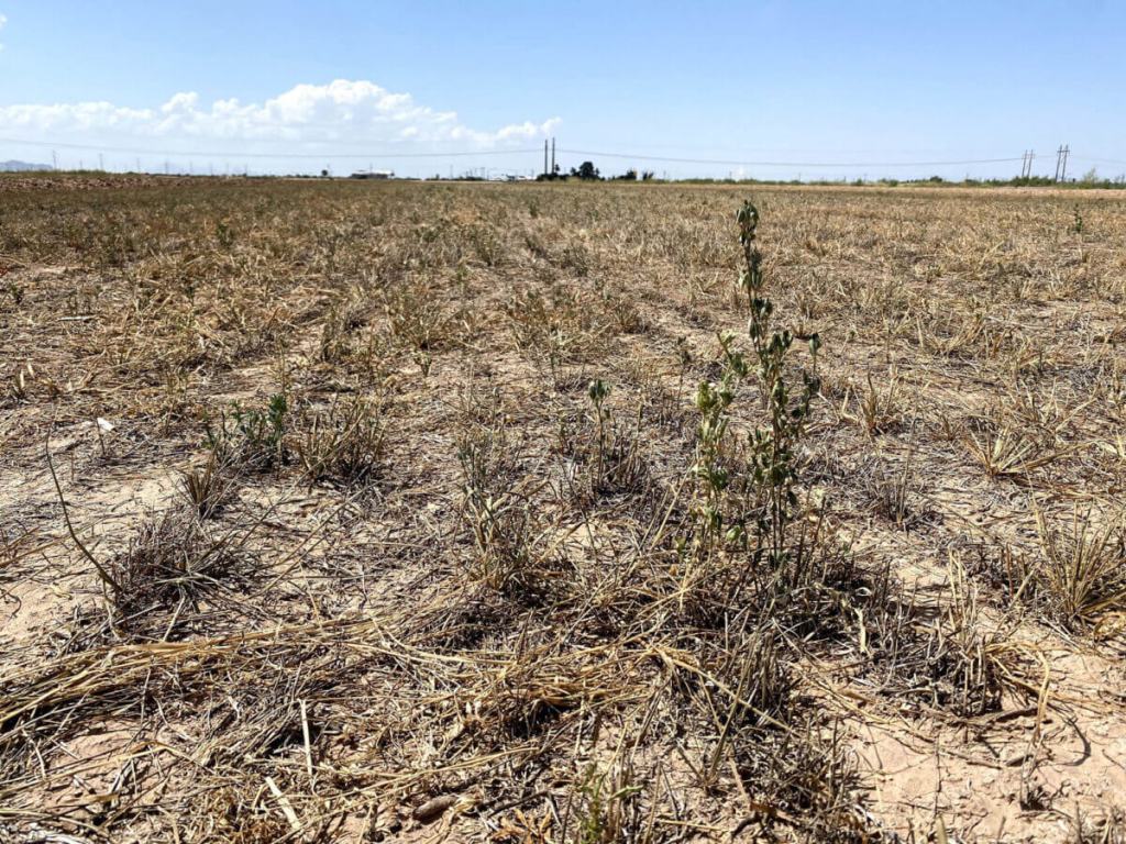Arizona to Endure Another Hot, Dry Spring as Droughts Persist