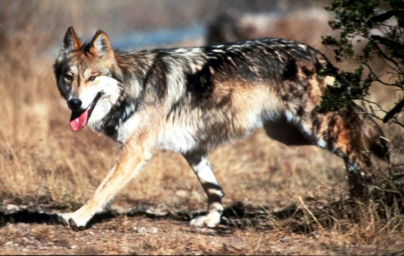 mexican wolves released