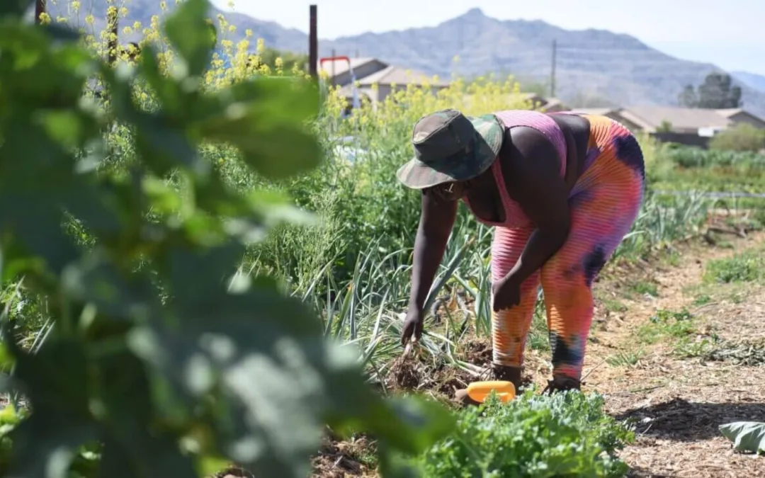 Phoenix Fellowship Cultivating the Next Generation of Urban Farmers
