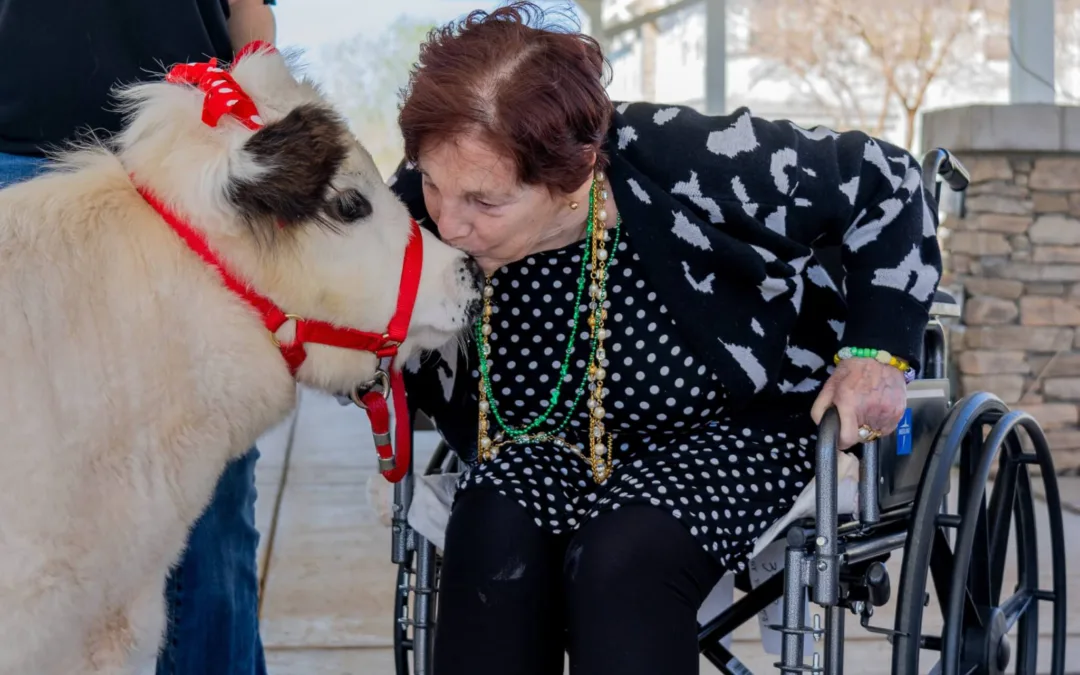 Care and Comfort: From Horses to Micro-Mini Cows, Animals Can Help with Human Ailments