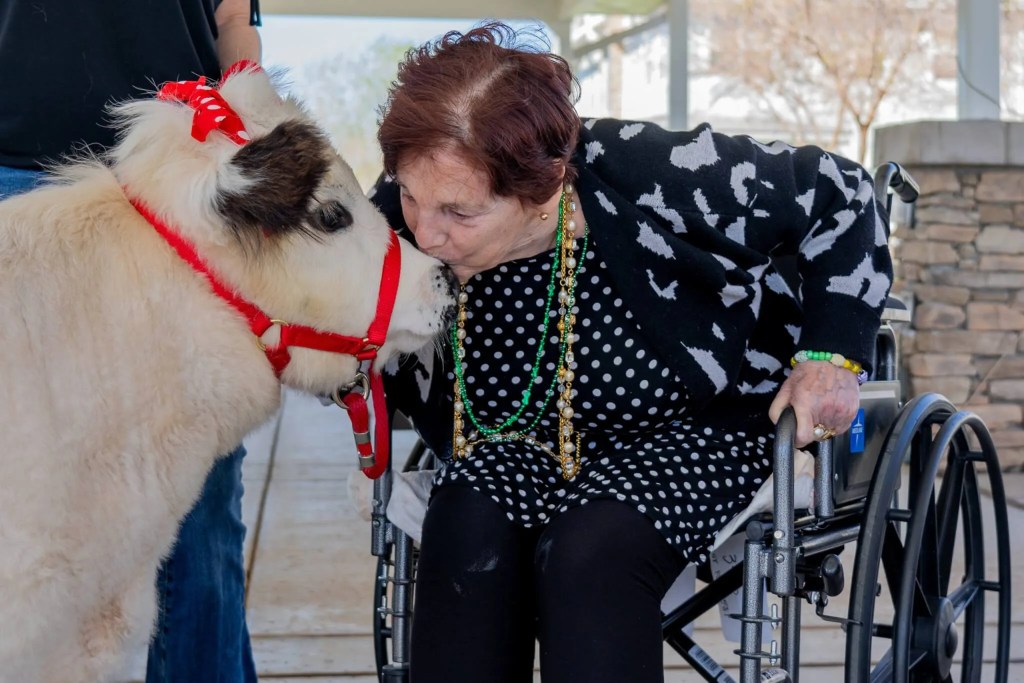 Care and Comfort: From Horses to Micro-Mini Cows, Animals Can Help with Human Ailments
