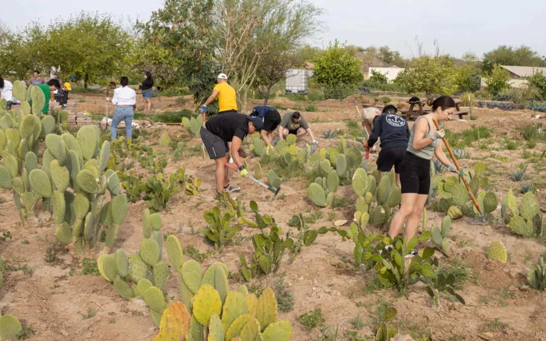 Bloom Where You’re Planted: How a South Phoenix Farm Harnesses Mother Earth