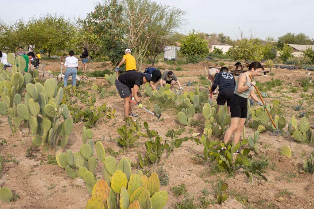 Bloom Where You’re Planted: How a South Phoenix Farm Harnesses Mother Earth