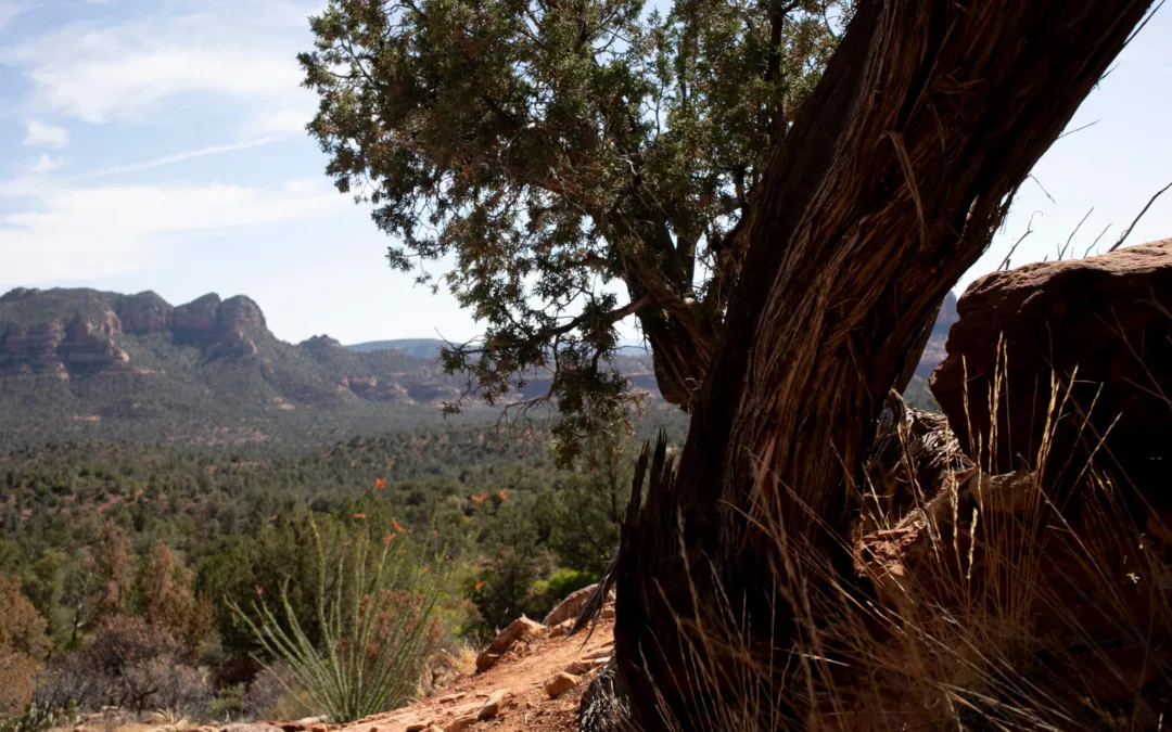 Rain, Rain, Don’t Go Away: Campfires are Allowed in Northern Arizona Forests Again