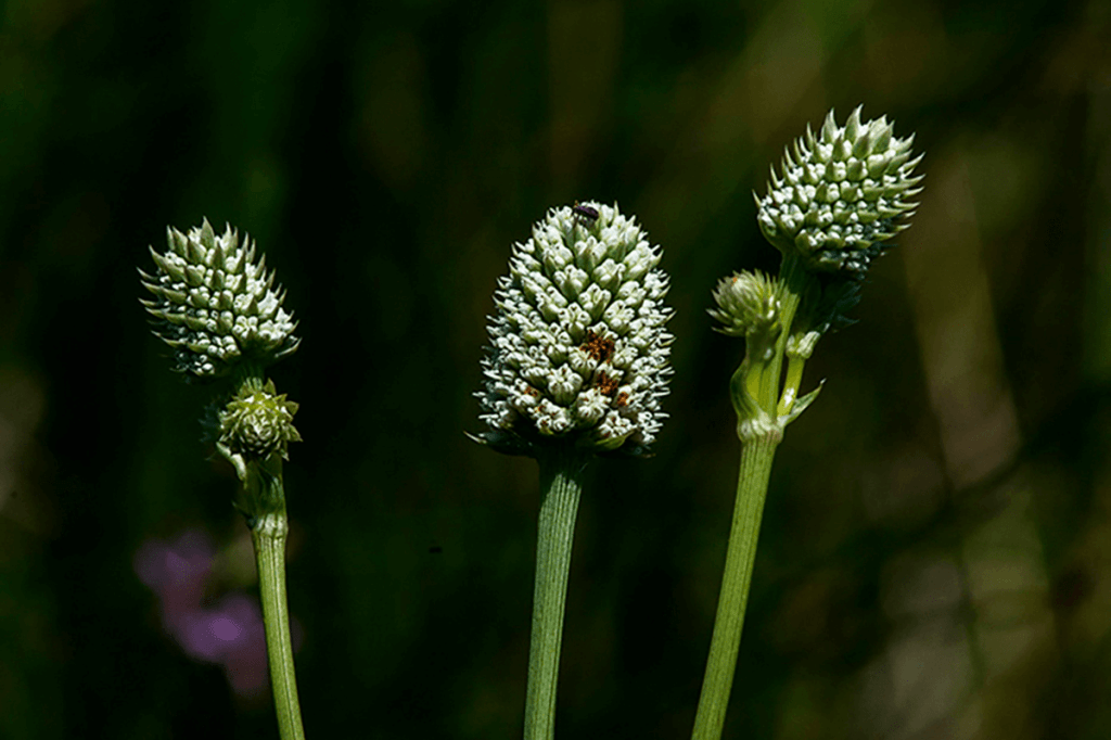 Rare Wetland Plant Eryngo Found in Arizona Now Listed as Endangered