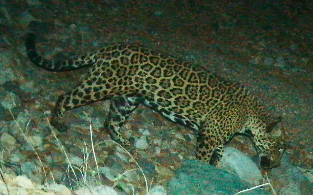 ‘El Jefe’ the Jaguar, Famed in US, Photographed in Mexico