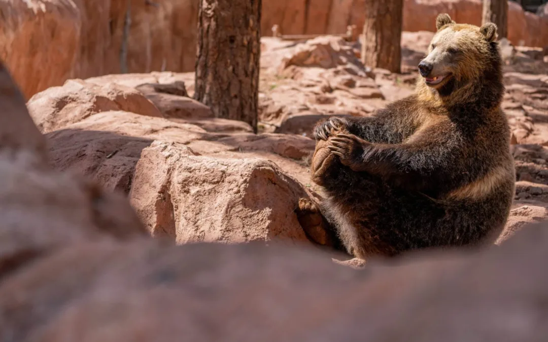 ‘It’s Alright to Be a Fat Bear’: Why Fat Bear Week Is More Than a Beauty Contest