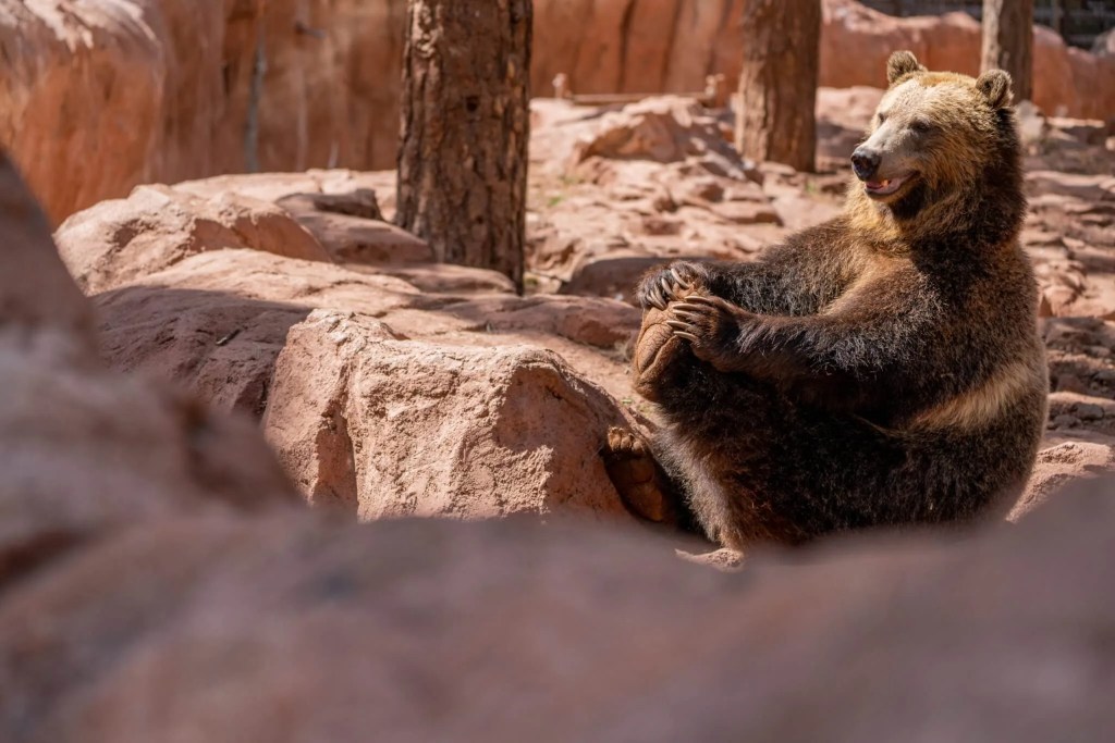 ‘It’s Alright to Be a Fat Bear’: Why Fat Bear Week Is More Than a Beauty Contest