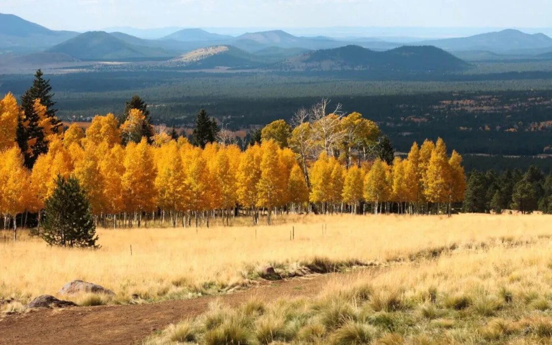 Fall Does Exist in Arizona. Here’s Five Places to See the Leaves Change Colors.