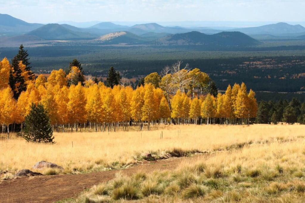 Fall Does Exist in Arizona. Here’s Five Places to See the Leaves Change Colors.