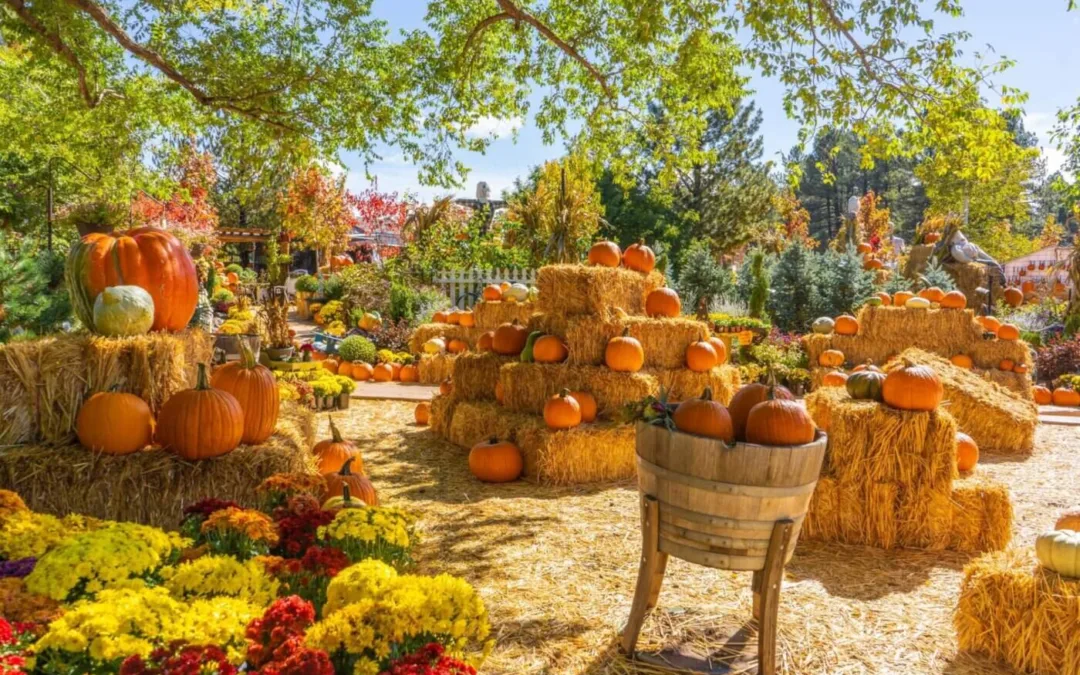 Harvest Fun: 11 of the Best Pumpkin Patches in Arizona 