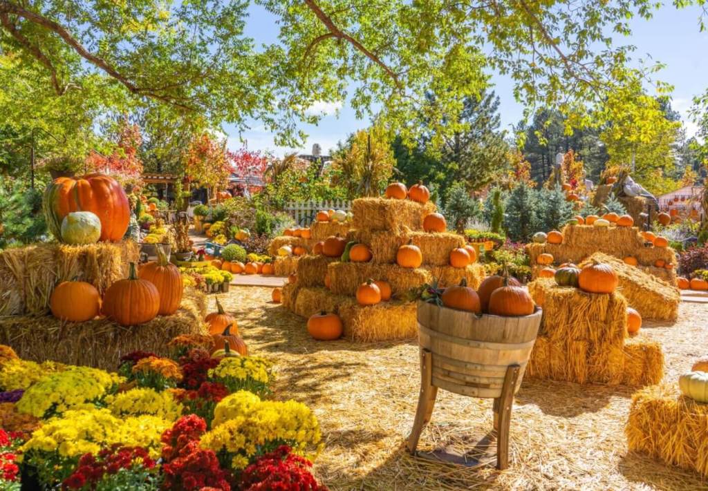 Harvest Fun: 11 of the Best Pumpkin Patches in Arizona 