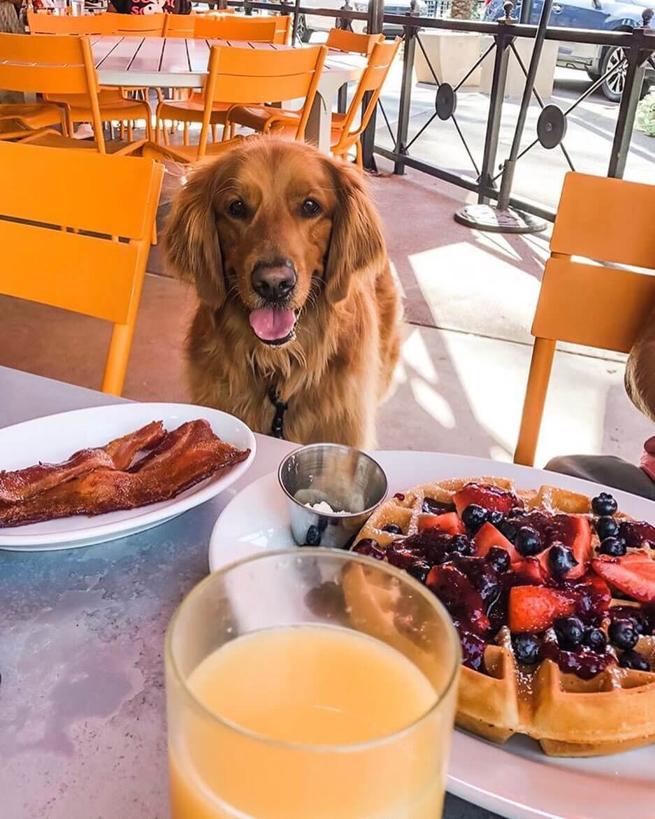 dog at Morning Squeeze in Phoenix