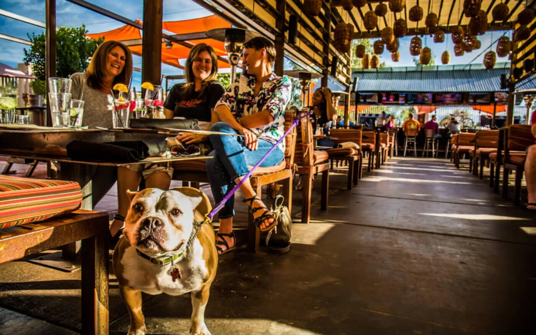 7 Dog-Friendly Places in Phoenix to Take Your Doggo