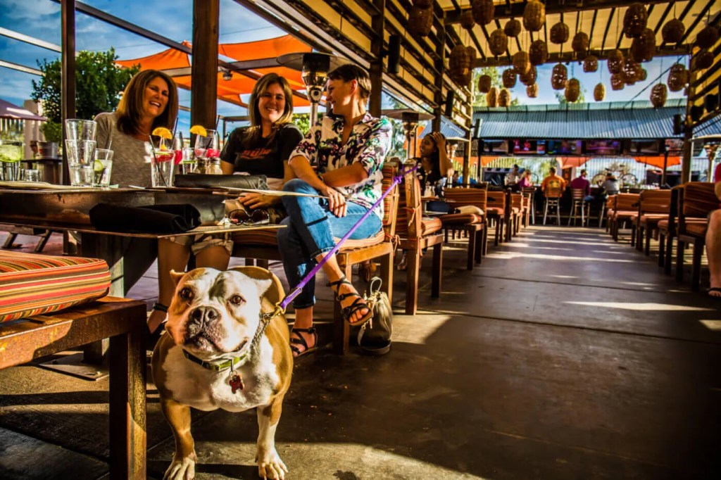 7 Dog-Friendly Places in Phoenix to Take Your Doggo
