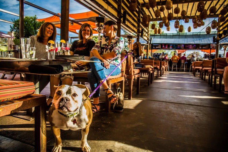 OHSO dog friendly patio
