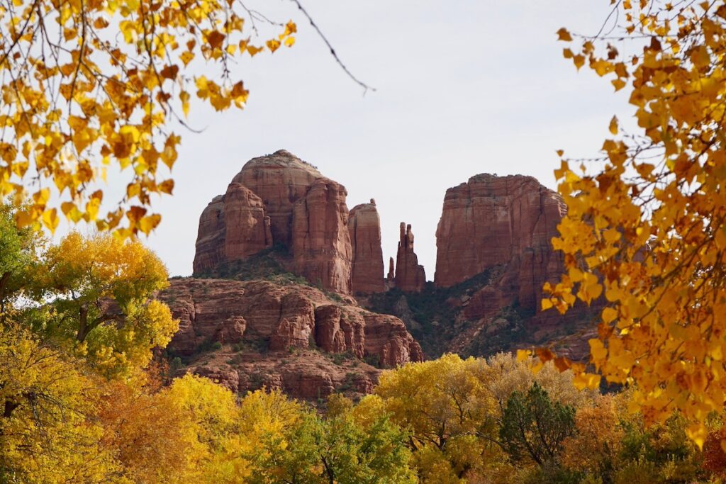 fall leaves around view of Cathedral Rock