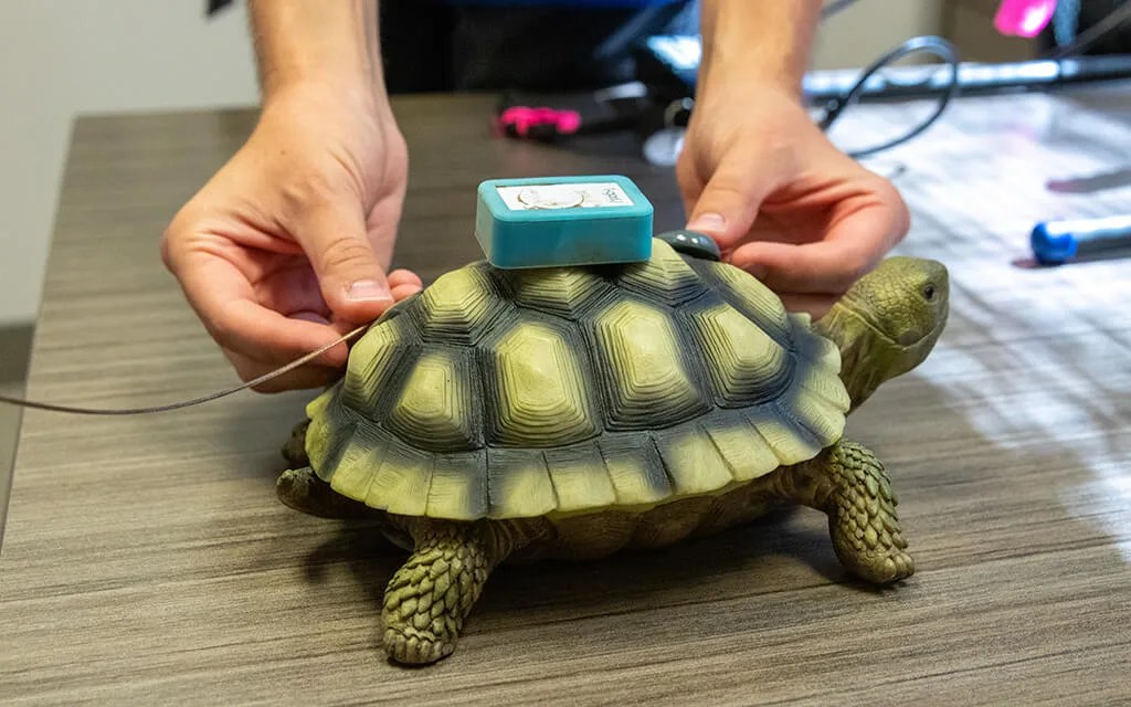 Slow, Steady, and High Tech: Study Using GPS to Track Sonoran Desert Tortoises