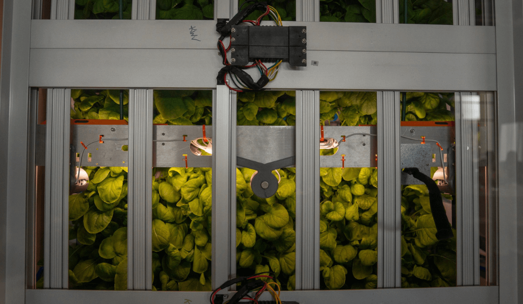 Vertical Farm in Avondale Promotes Sustainability, Technology, Water Conservation