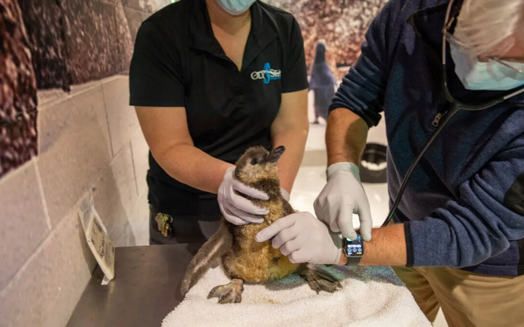 Endangered African Penguin Chicks Hatch at Scottsdale Aquarium