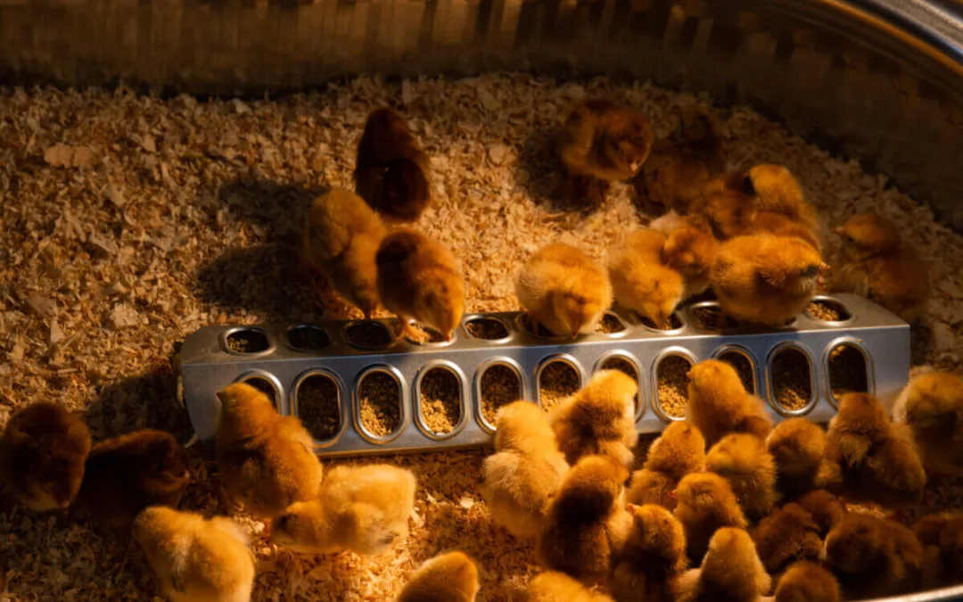 High Egg Prices Lead Arizona Homeowners to Start Backyard Hatcheries