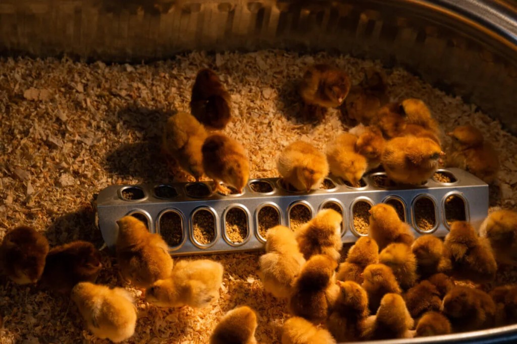 High Egg Prices Lead Arizona Homeowners to Start Backyard Hatcheries