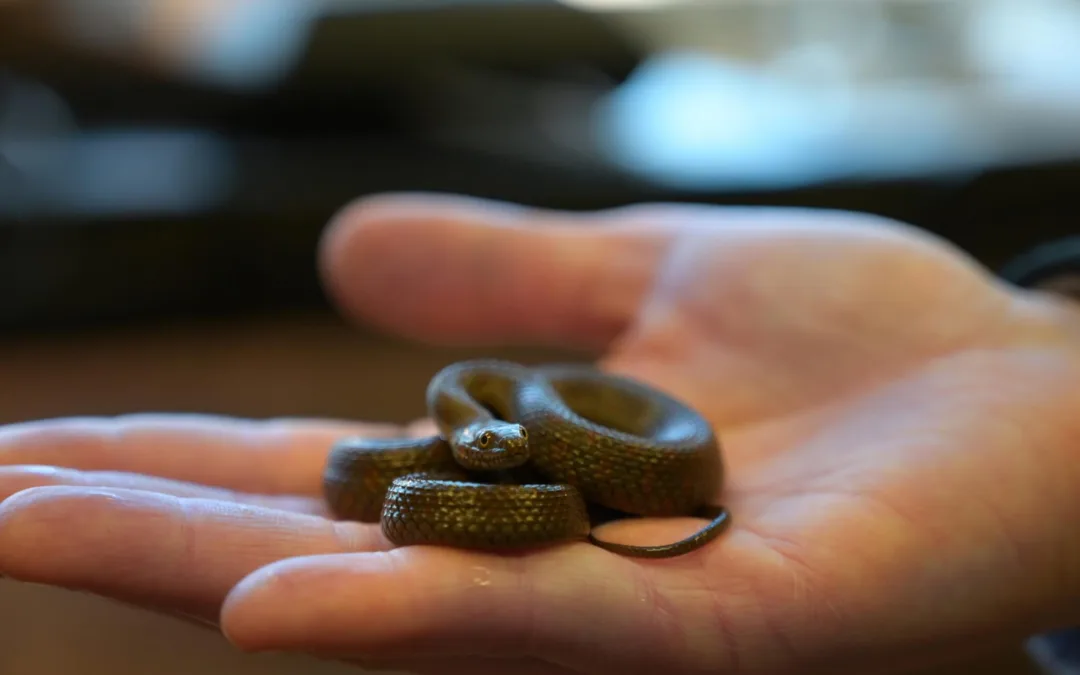 Threatened Narrow-Headed Garter Snake Gets Help From the Phoenix Zoo