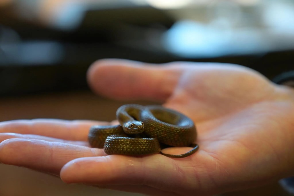Threatened Narrow-Headed Garter Snake Gets Help From the Phoenix Zoo