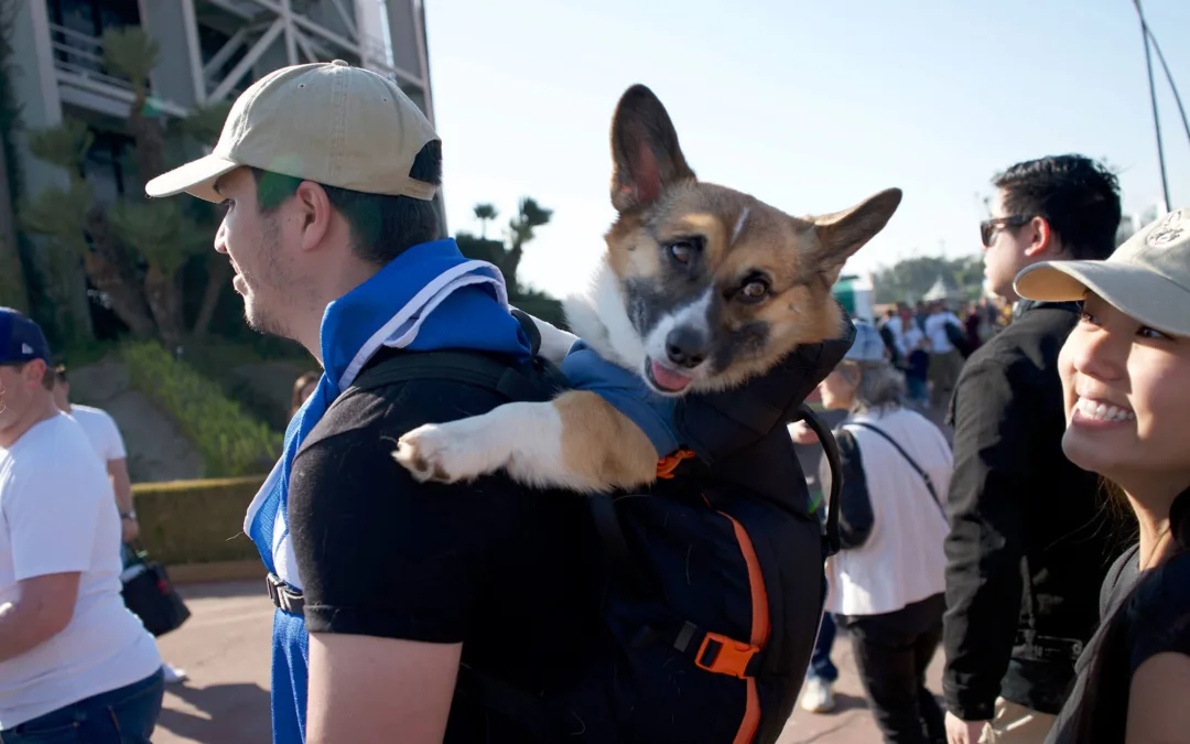 Top Dog? Phoenix Pooch Paw-ticipates in Corgi Winter Nationals