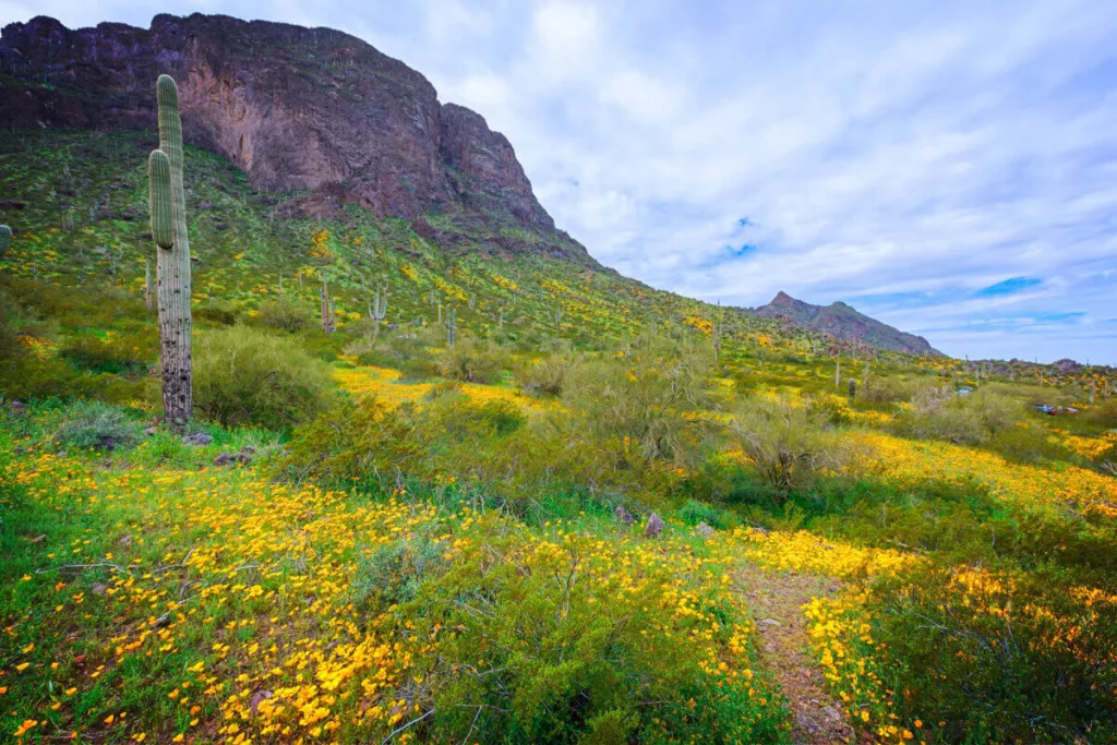 Picacho Peak wildflowers  e x