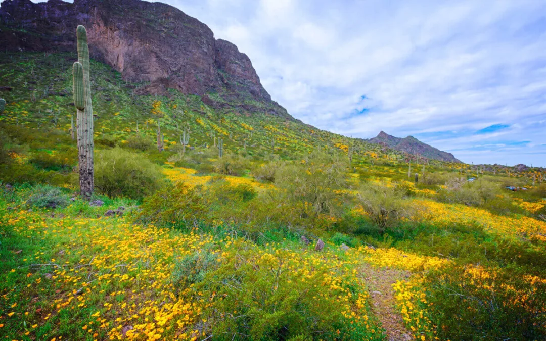 Want to See Wildflowers in Arizona? Head to These 8 Trails.